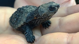 Holding a baby snapping turtle in my hand! This cute hatchling looks like a mini dinosaur. by AmaNature Video 15,607 views 6 years ago 37 seconds