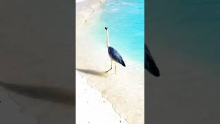 Maldives Viral Video