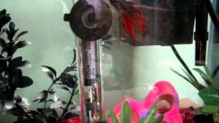 betta fish
