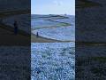 📍 Hitachi seaside park, Japan / 茨城県 国営ひたち海浜公園 #nemophila #ネモフィラ