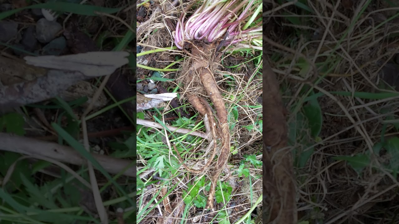 Harvesting gathering huge massive dandelion roots while foraging.Biggest I've ever picked or seen