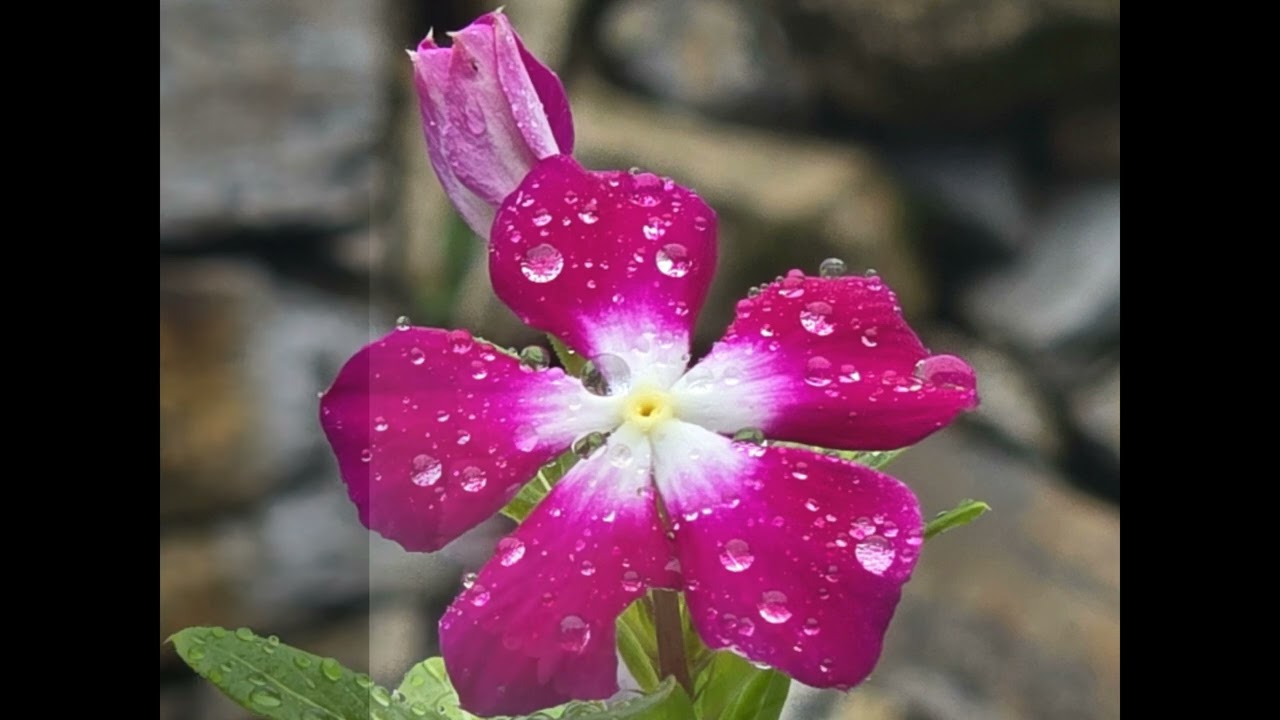 별이 된 너(260211)