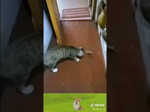 Video Chuột ăn vạ - ủa..mình chưa làm gì nó mà - youtube