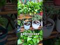 part 50 || install this self-priming flower watering device.