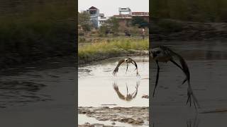 Eagle Training #eagles #amazing #training #hunting