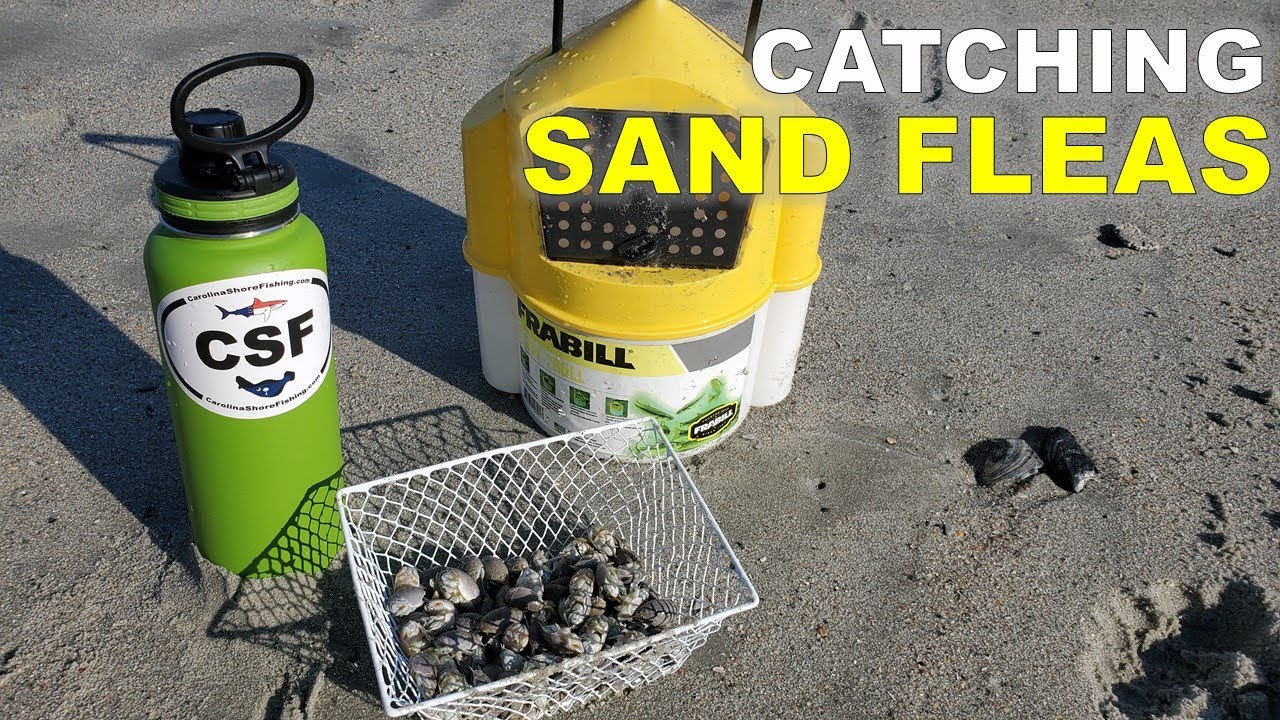 How to Catch Sand Fleas in the Surf ($1 Sand Flea Rake) 