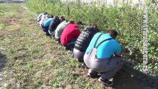 Download lagu Kalemljenje u poljoprivrednoj skoli u Rumi 2309 Kalemljenje u poljoprivrednoj skoli u Rumi 2309