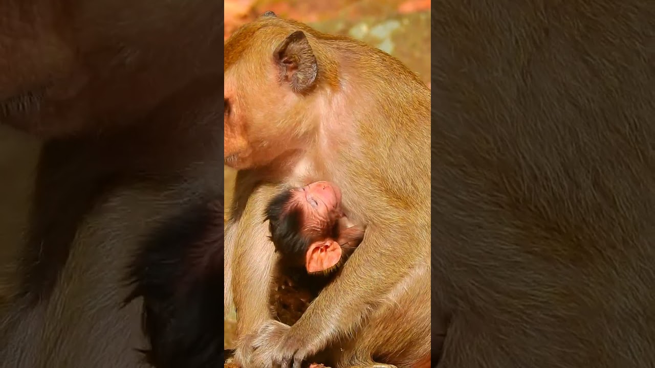 Really cutie and Lovely newborn baby monkey😍😘❤️ part