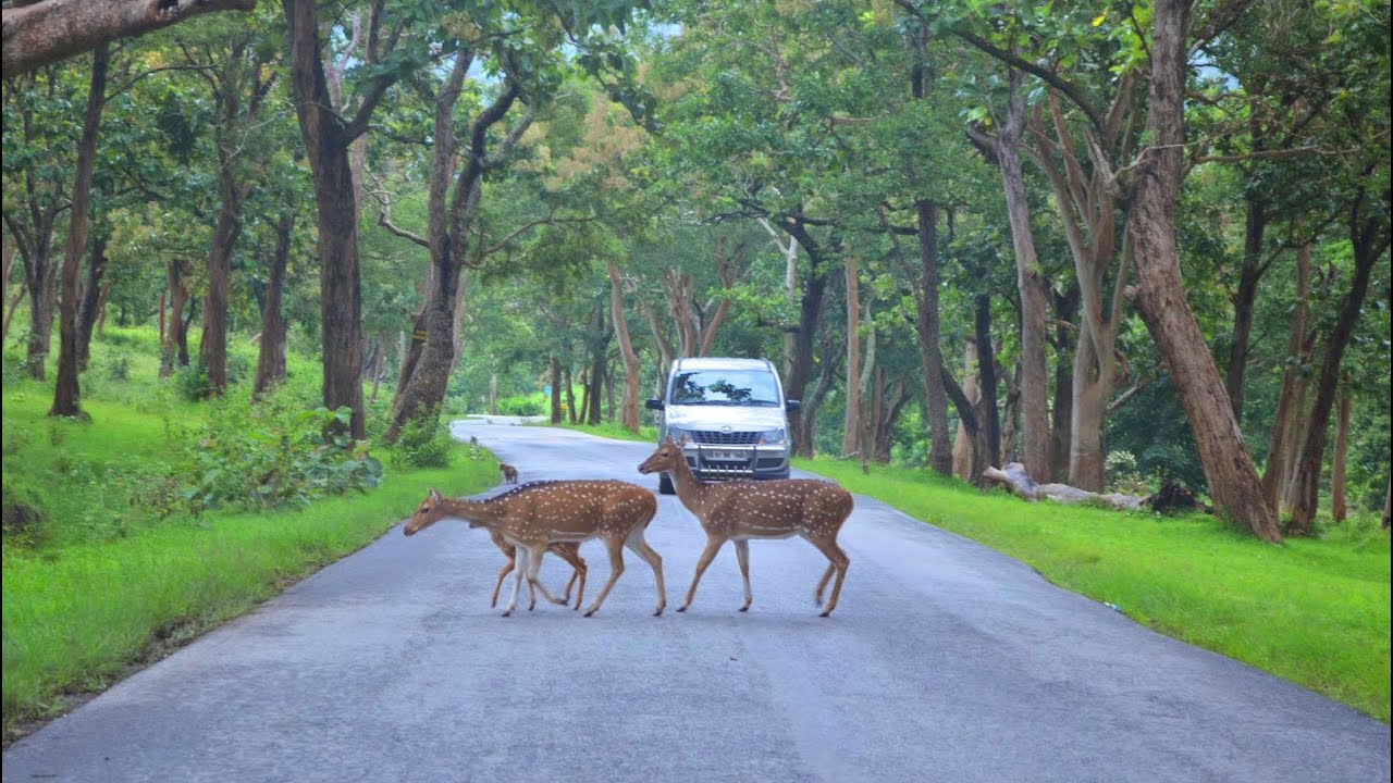 road trip from bangalore to bandipur