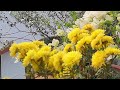 Naj Garden is live