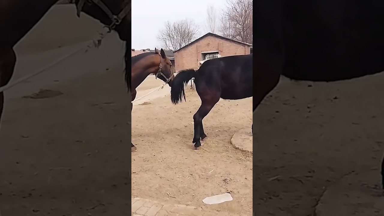 What is going on with this horse 794