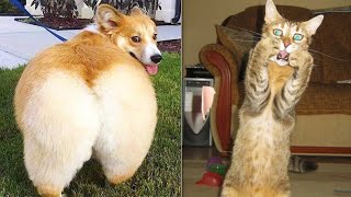Best Dogs and Cats cute and funny videos part-2#dogs #cats #funnypets #pets #goviral #abe#comedy