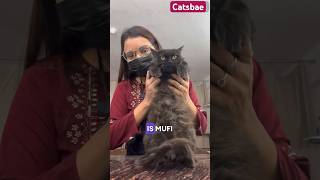 Cat grooming 32 | 100 days #catsbae #groomingtime