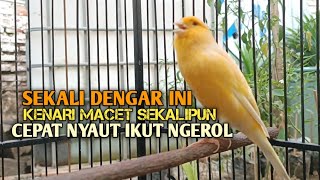 kenari gacor panjang Cuit Cuit EMOSI, Pancingan Kenari Paud Belajar Bunyi, terapi AMPUH Kenari MACET