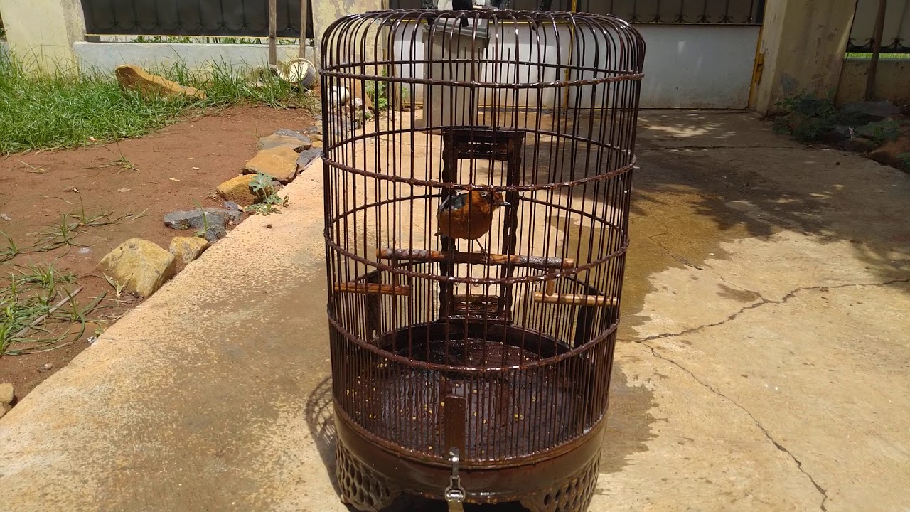 Cara Memandikan Burung Anis Merah Untuk Pemula 