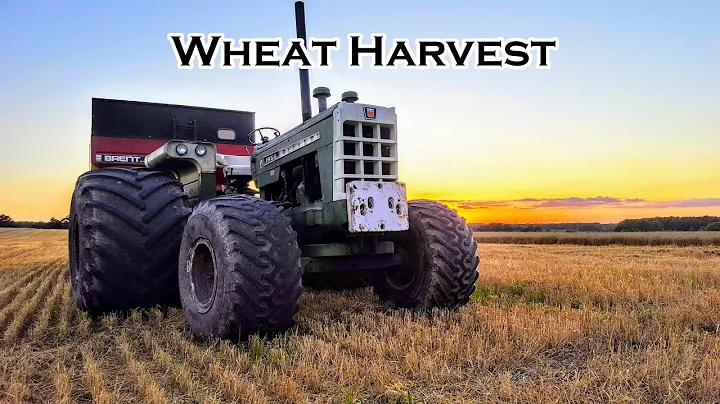 Wheat Harvest with the Massey 8570, Oliver 770, an...