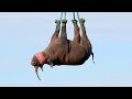 Why Do Africans Transport a Rhino with a Helicopter, Hanging It Upside Down ?!!