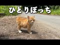 道路脇で1匹だけ取り残された子猫を保護しました