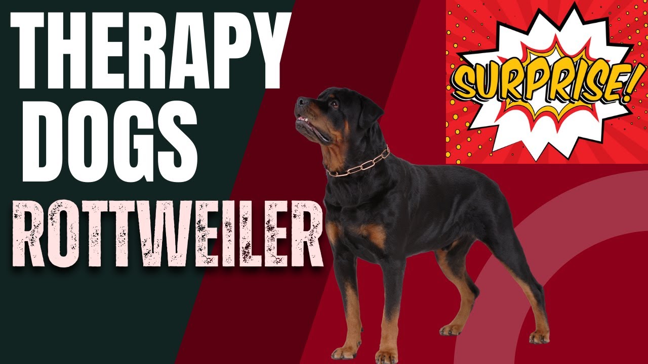 Why Rottweilers make great Therapy Dogs? YouTube