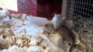 Split cage ended grooming gerbils