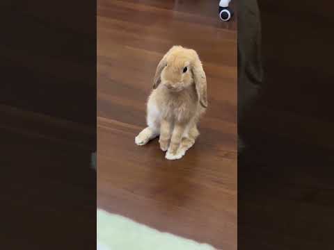 Hoe vreemd konijnen! Kijk er nog eens naar #grappigedieren #grappig #schattig #konijnen