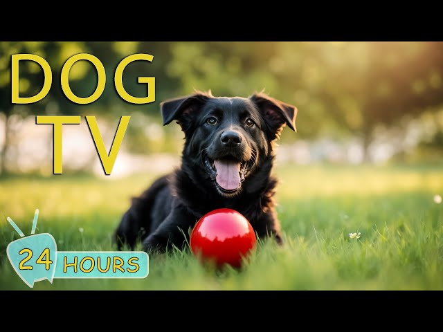 14 Simple DIY Dog Toys - DOGTV: Television for Dogs