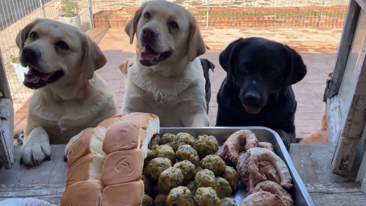 🐶Dog vlog ( part 20 )