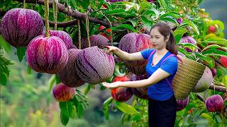 Harvesting 1000+kg of plums from the orchard and transport them to the market | Hana Market