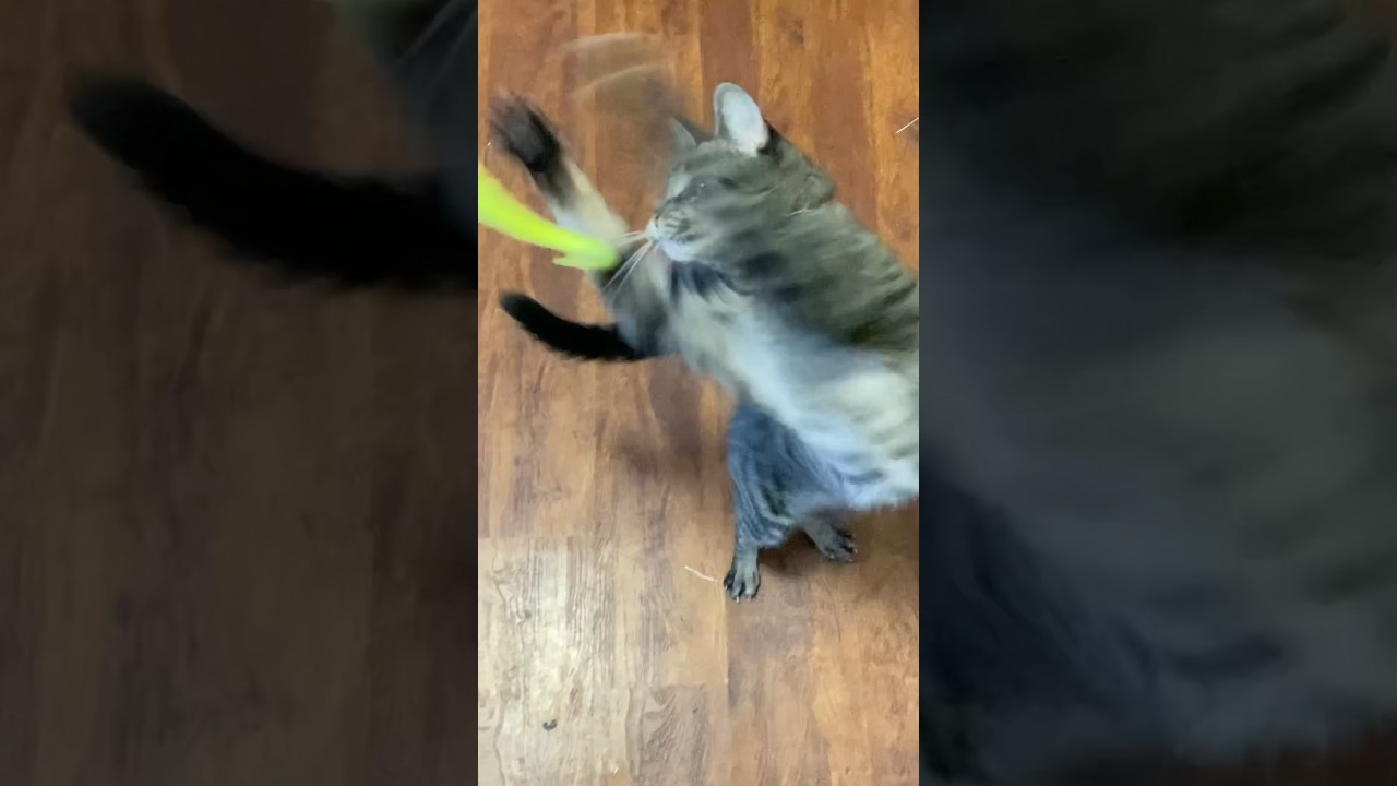 1AM & Kitty Want to Play. 