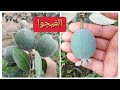 شجرة الفيجوة التعريف و كيفية الزراعة