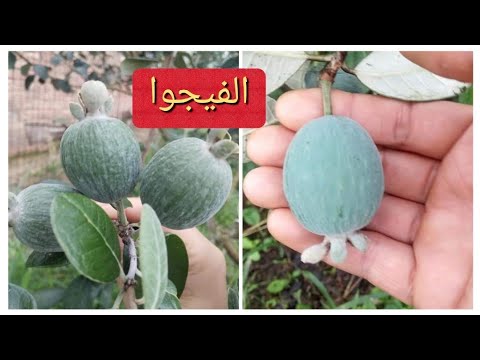 فيديو: ما فائدة فيجوا