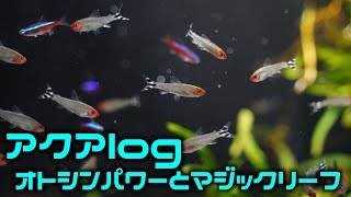 【アクアlog】オトシンパワーとカラシン水槽にマジックリーフ投入