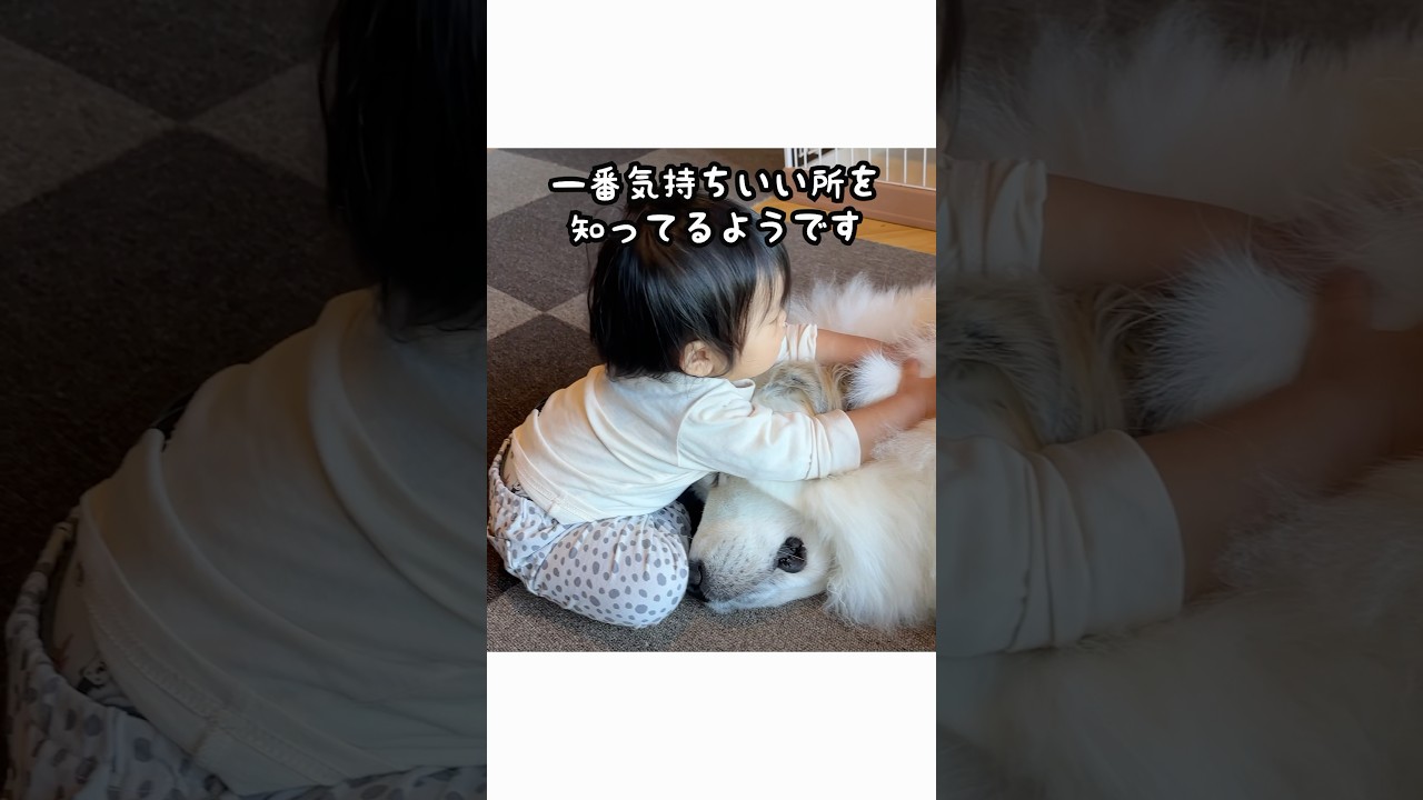 超大型犬のもふもふに沼ってしまった赤ちゃん👶