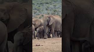 wild animals | वन्य जीवन