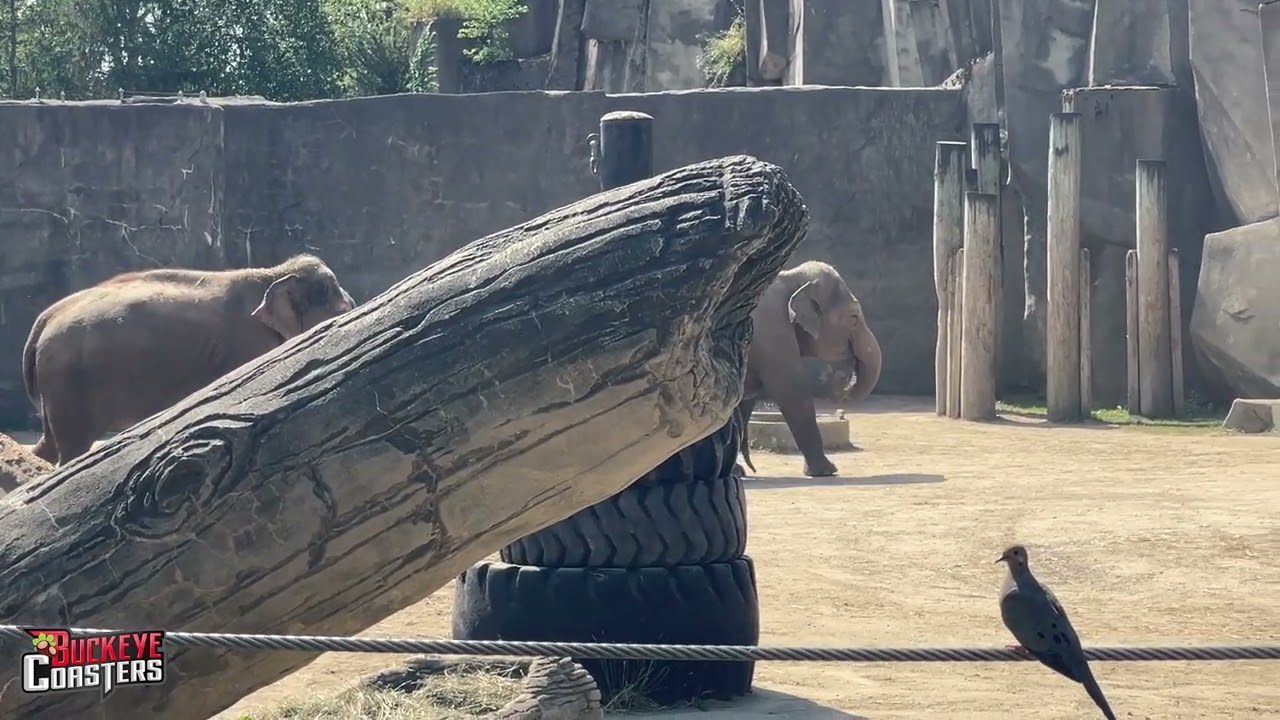 Meet the New Baby Elephant at the Columbus Zoo - August 2025