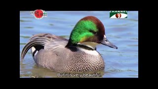 Nature and Life - Episode 212 (Migratory Wild Ducks of Bangladesh)