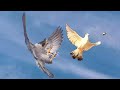 Сокол Сапсан атакует голубей(HD)Falcon Peregrinus attacks pigeons