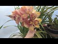 Orquídeas Cymbidium lacre y terracota cuidados