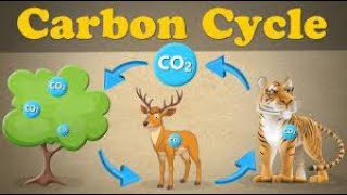 Carbon Cycle + more videos #aumsum