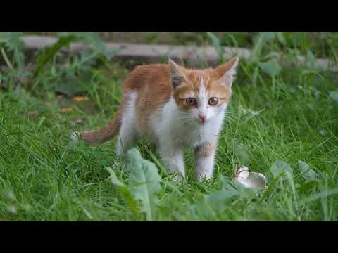 cat funny video#cat