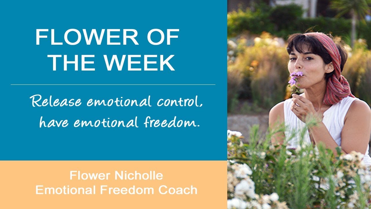 Nostalgia ::: Flower of the Week ::: Honeysuckle Flower Essence