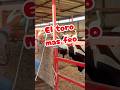el toro mas feo! #jaripeo #montadetoros #toros #toro #videosdetoros #jaripeos
