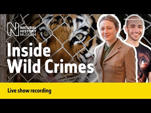 Wild Crimes podcast | Live Talk with NHM Scientist Instructional Video Wild Crimes podcast | Live Talk with NHM Scientist Instructional Video