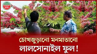 লালসোনাইল ফুলে প্রাণ ফিরে পেয়েছে বেরোবির সবুজ ক্যাম্পাস | Begum Rokeya University | Campus Beauty