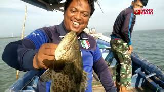 Strike Ikan Kakap Monster, Mancing Ikan Kakap Cirebon Kalibangka