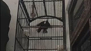 Cililin Gacor Ak47 #BurungCililin #MasteranBurung #CililinGacor