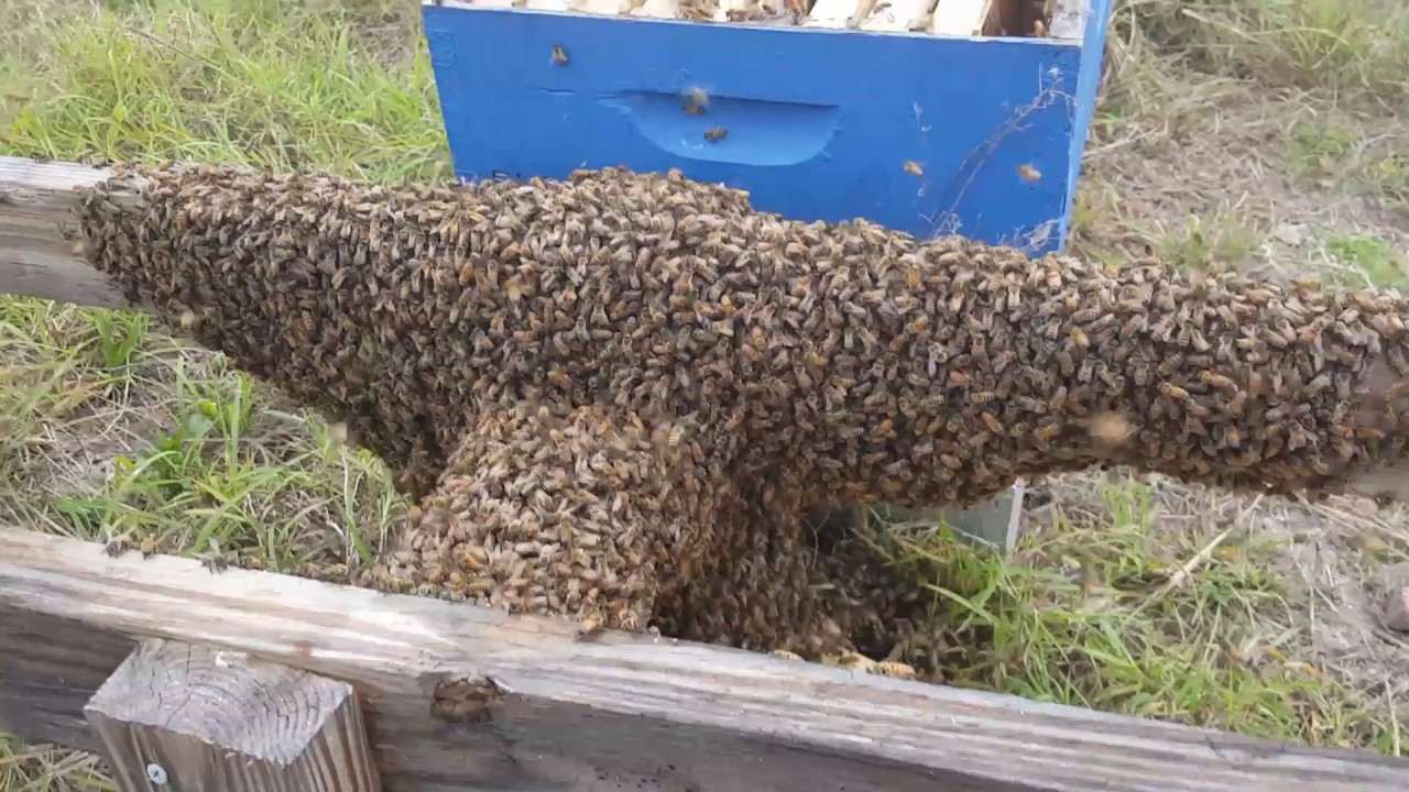 Haines City Bee Swarm removal