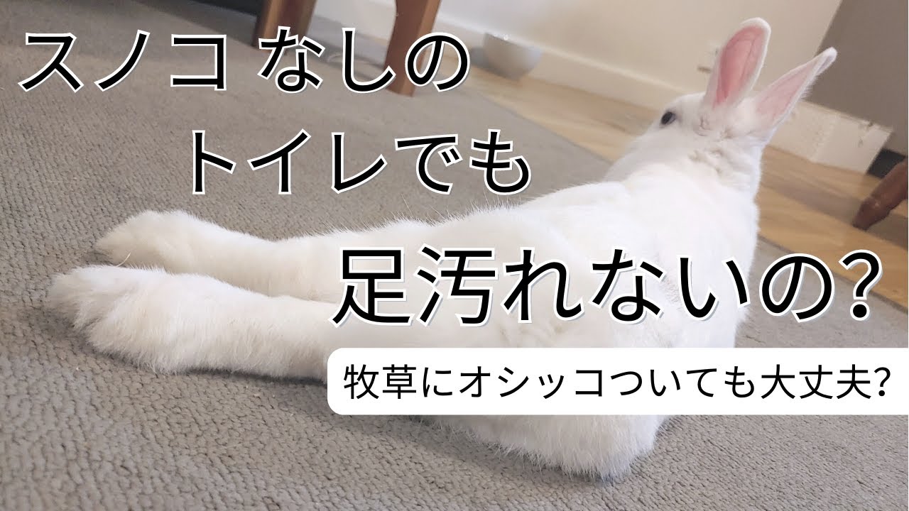 うさぎのトイレ Q＆A