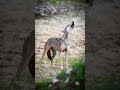 Indian Grey Wolf Howling Call Wildlifeplanet Wildlifesanctuary Majesticwildlife Wildlifetour