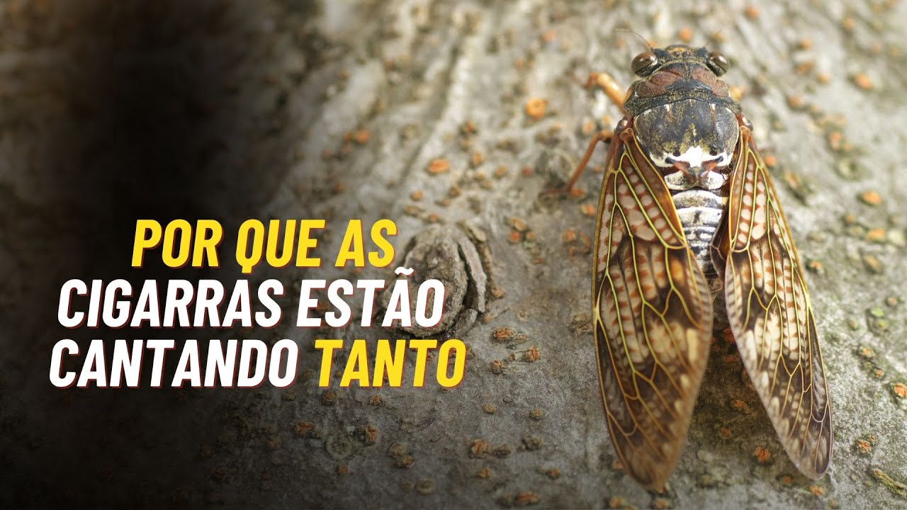 Por que as cigarras estão cantando tanto? - YouTube